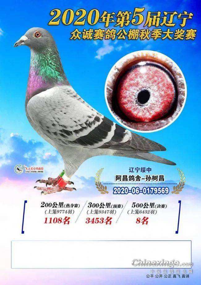 中国鸽网赛事直播_中国鸽网赛事直播联翔